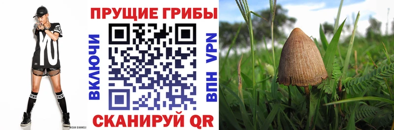 Псилоцибиновые грибы Cubensis Электроугли